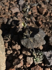 Draba gilliesii