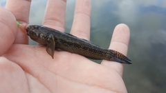 Bathygobius ramosus