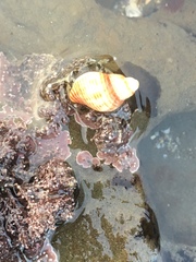 Acanthinucella spirata