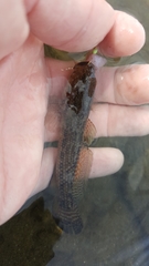 Bathygobius ramosus