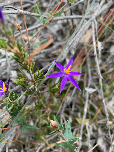 Calectasia intermedia (Calectasia intermedia)