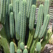 San Pedro Column Cactus - Photo (c) Forest and Kim Starr, some rights reserved (CC BY)