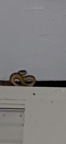 Brown Tree Snake sighting