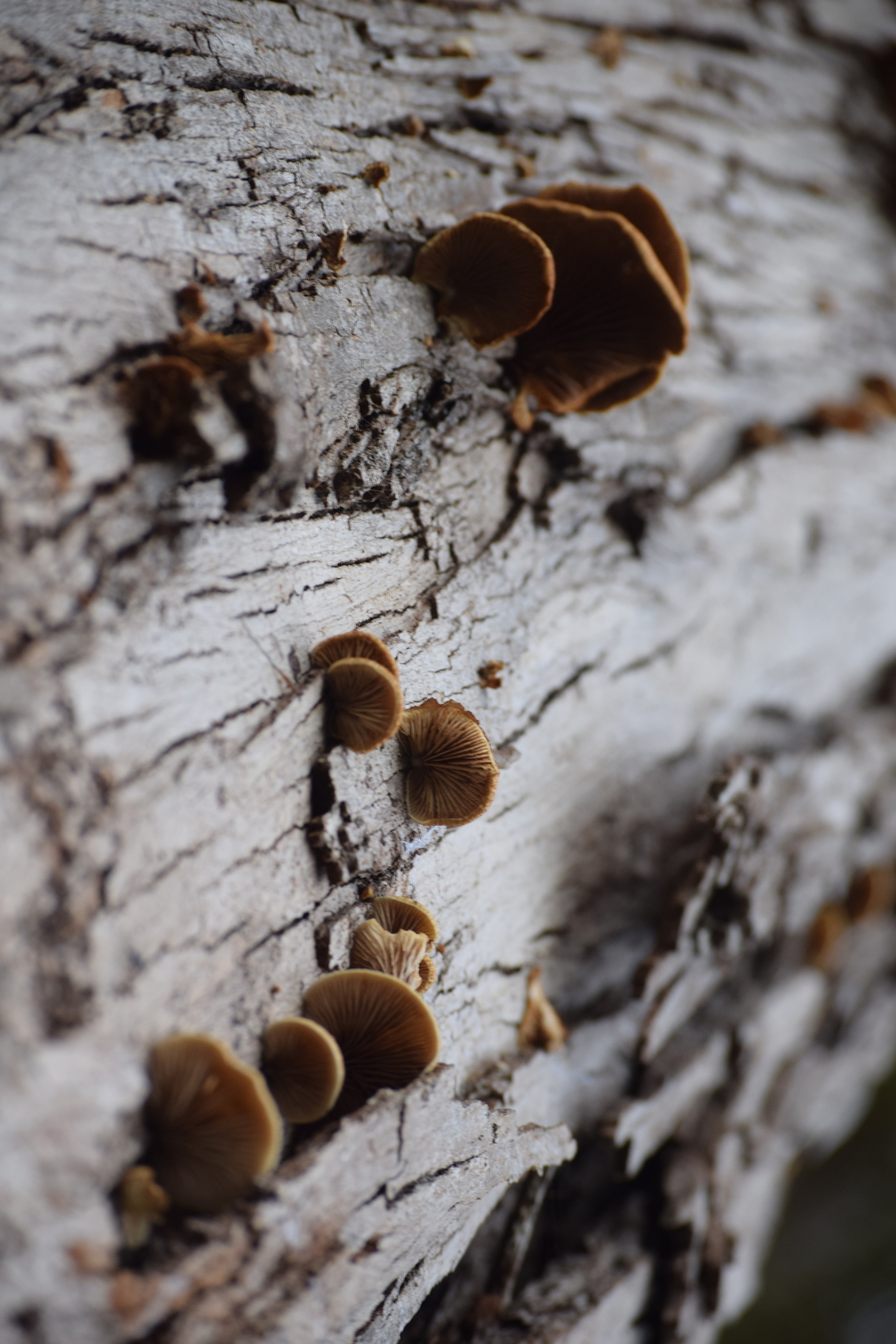 Crepidotus mollis image