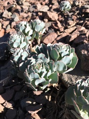 Alstroemeria spathulata