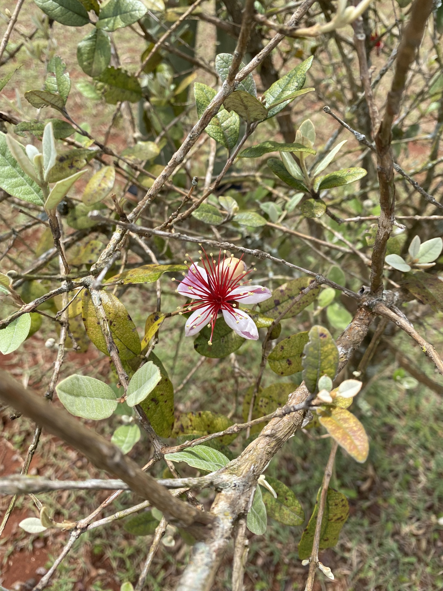 Feijoa sellowiana