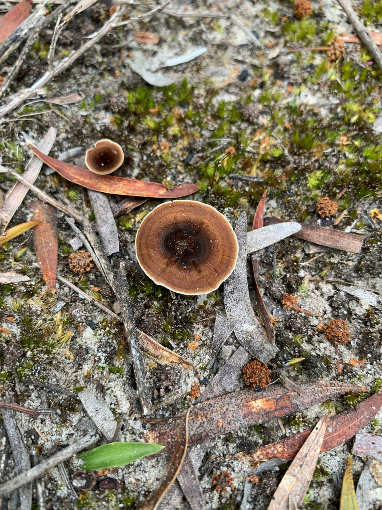 Coltricia