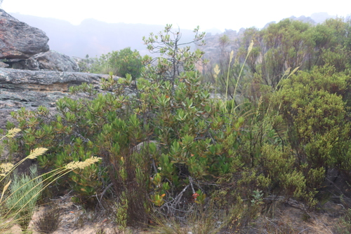 Hyaenanche globosa (Hyaenanche globosa)