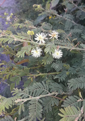 Mimosa quitensis