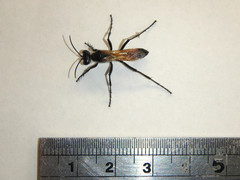 Podalonia tydei suspiciosa