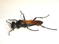 Podalonia tydei suspiciosa