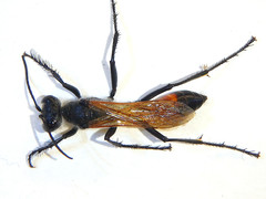 Podalonia tydei suspiciosa
