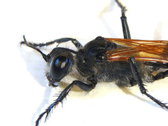 Podalonia tydei suspiciosa