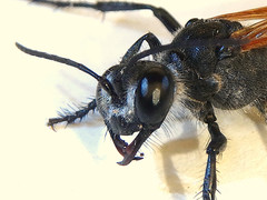 Podalonia tydei suspiciosa