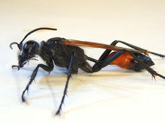 Podalonia tydei suspiciosa