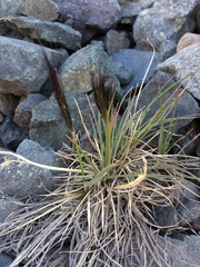 Hordeum comosum