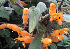 Columnea strigosa