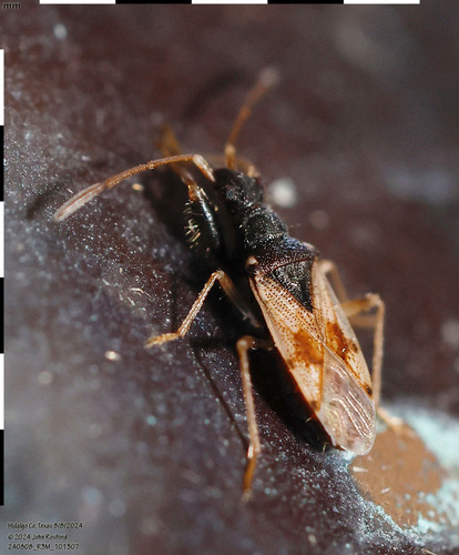Pseudopamera setosa photo 4