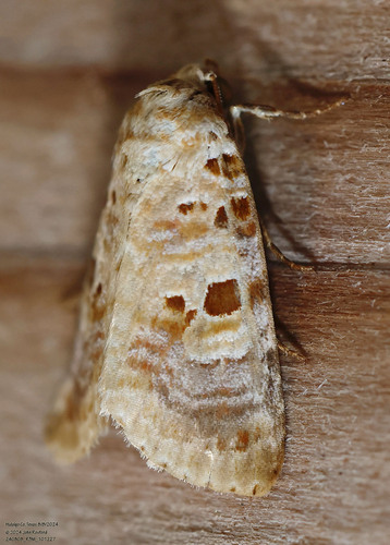 Lantana Moth Species Complex photo 5