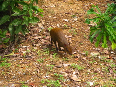 Dasyprocta ruatanica