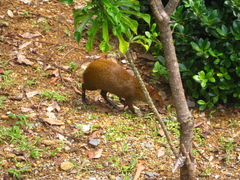 Dasyprocta ruatanica