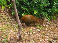 Dasyprocta ruatanica