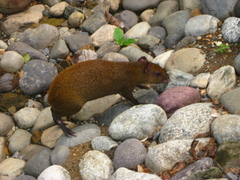 Dasyprocta ruatanica