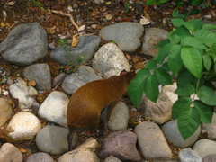 Dasyprocta ruatanica