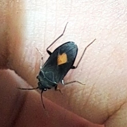 Aphanus rolandri
