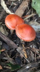 Leratiomyces ceres