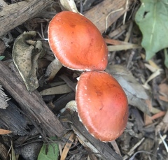Leratiomyces ceres