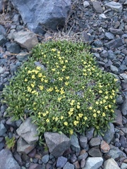 Azorella ruizii