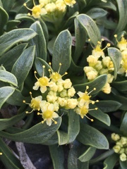 Azorella ruizii