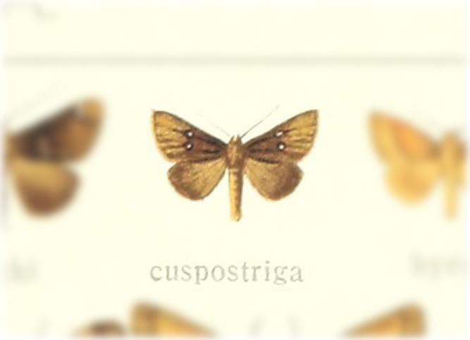 Euclea cuspostriga