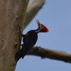 Dryocopus schulzii
