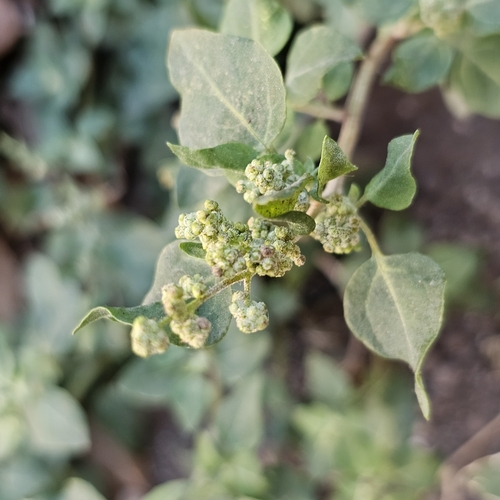 Chenopodium vulvaria, photograph 5