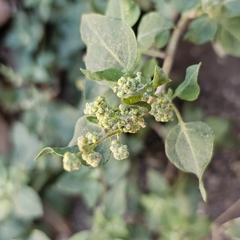 Chenopodium vulvaria, photograph (c) Anthony Batista, some rights reserved (CC BY)