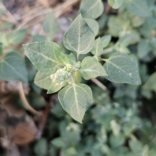 Chenopodium vulvaria, photograph 6