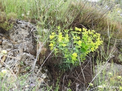 Euphorbia serrata