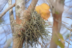 Tillandsia recurvata image