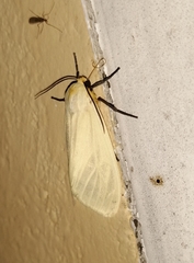 Pareuchaetes pseudoinsulata