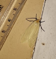 Pareuchaetes pseudoinsulata