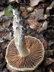Cortinarius livido-ochraceus