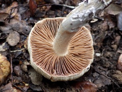 Cortinarius livido-ochraceus