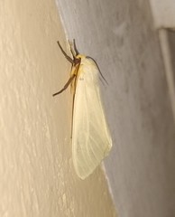 Pareuchaetes pseudoinsulata