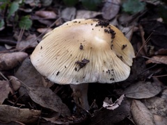 Cortinarius livido-ochraceus