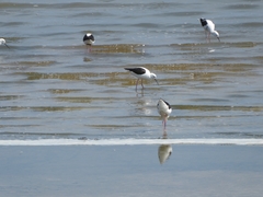 Cladorhynchus leucocephalus