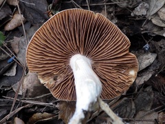 Cortinarius livido-ochraceus