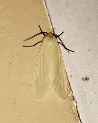 Pareuchaetes pseudoinsulata