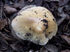 Cortinarius livido-ochraceus